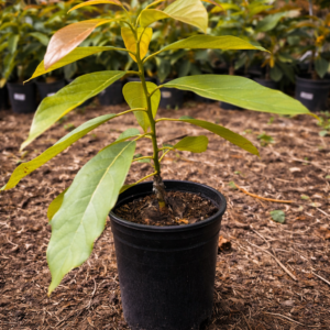 🥑 Hass Avocado Starter Tree