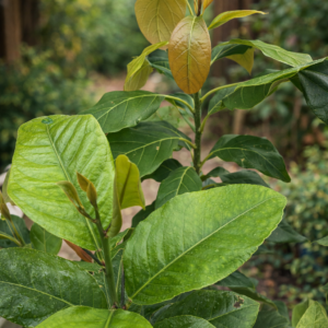 🌿 Hass Avocado + Meyer Lemon  2–3 Ft Starter Grove Set  (Ready to Separate + Plant)