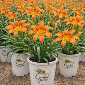🌼 Orange Daylilies – Hardy Lowcountry Perennials