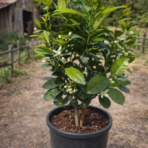 Navel Orange Trees for Sale – 2-3 ft Fruiting Tree