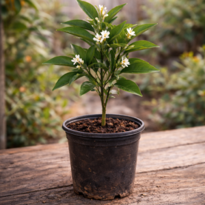 Navel Orange Tree (12–18 in) – Grafted