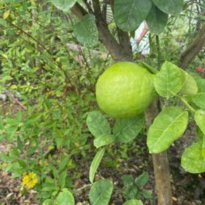 🌿🍈 Mature Key Lime Tree (4–5 ft) — Our Best Seller, Fruits This Season