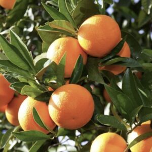 Navel Orange Tree (5 ft+) – Jumbo Size
