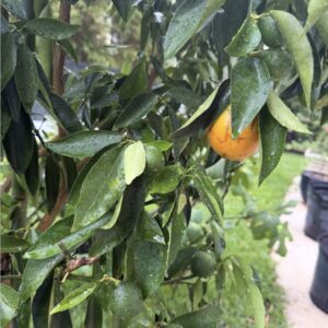 Rangpur Red Lime Seedling