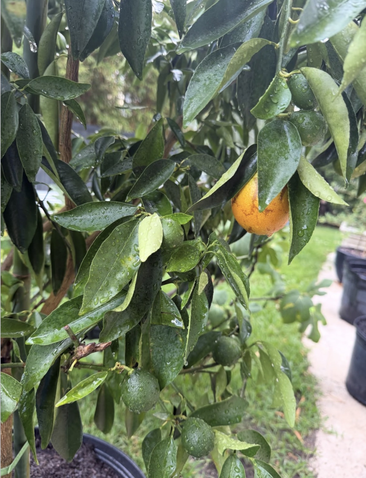 Rangpur Red Lime Seedling