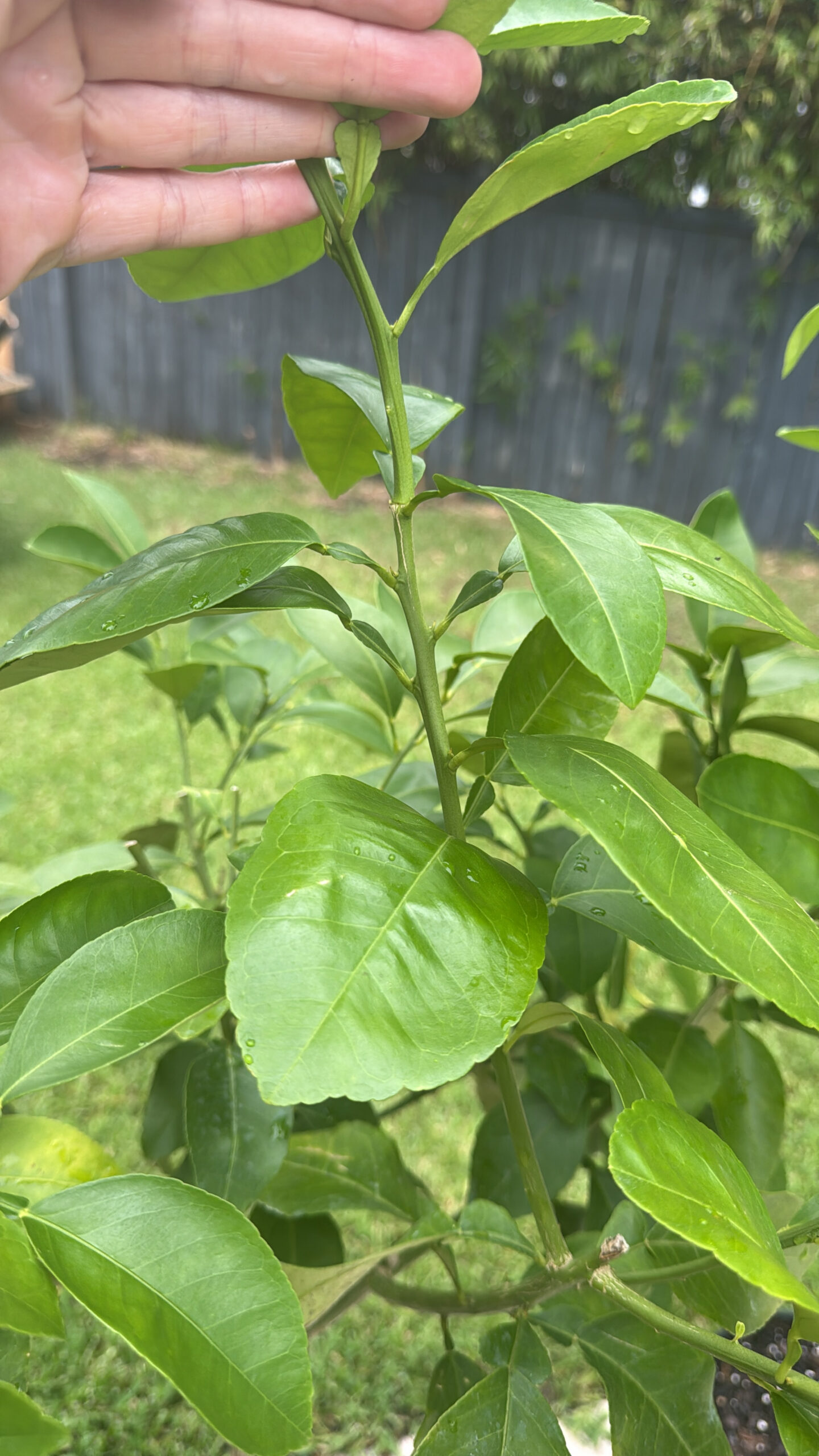 🍋Improved Meyer Lemon Tree - Image 4