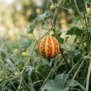 🐅 Tiger Striped Melon Starter Plants 🍈 | PRE-ORDER NOW | Limited Quantity