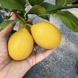 🍋Improved Meyer Lemon Tree