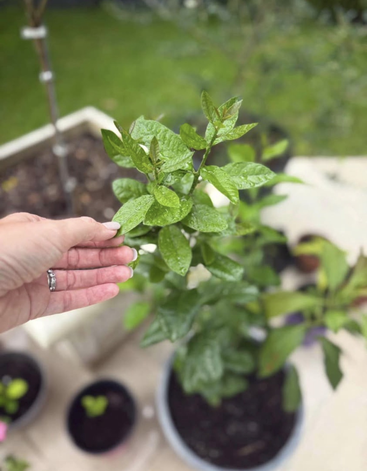🍋Improved Meyer Lemon Tree - Image 2