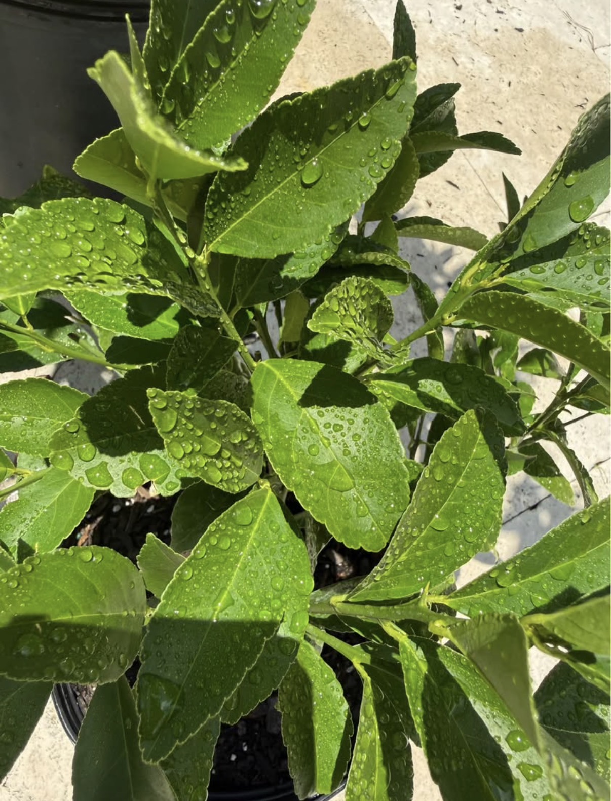 🍋Improved Meyer Lemon Tree - Image 3