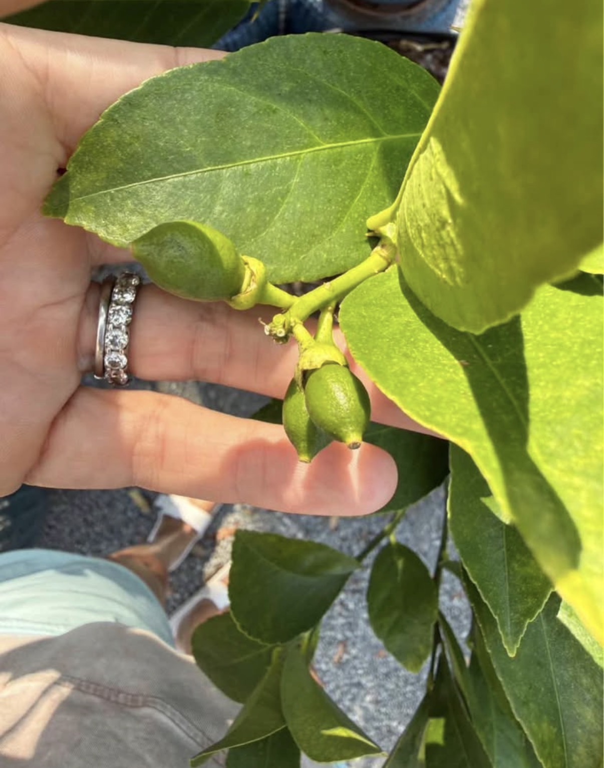 🍋Improved Meyer Lemon Tree - Image 5