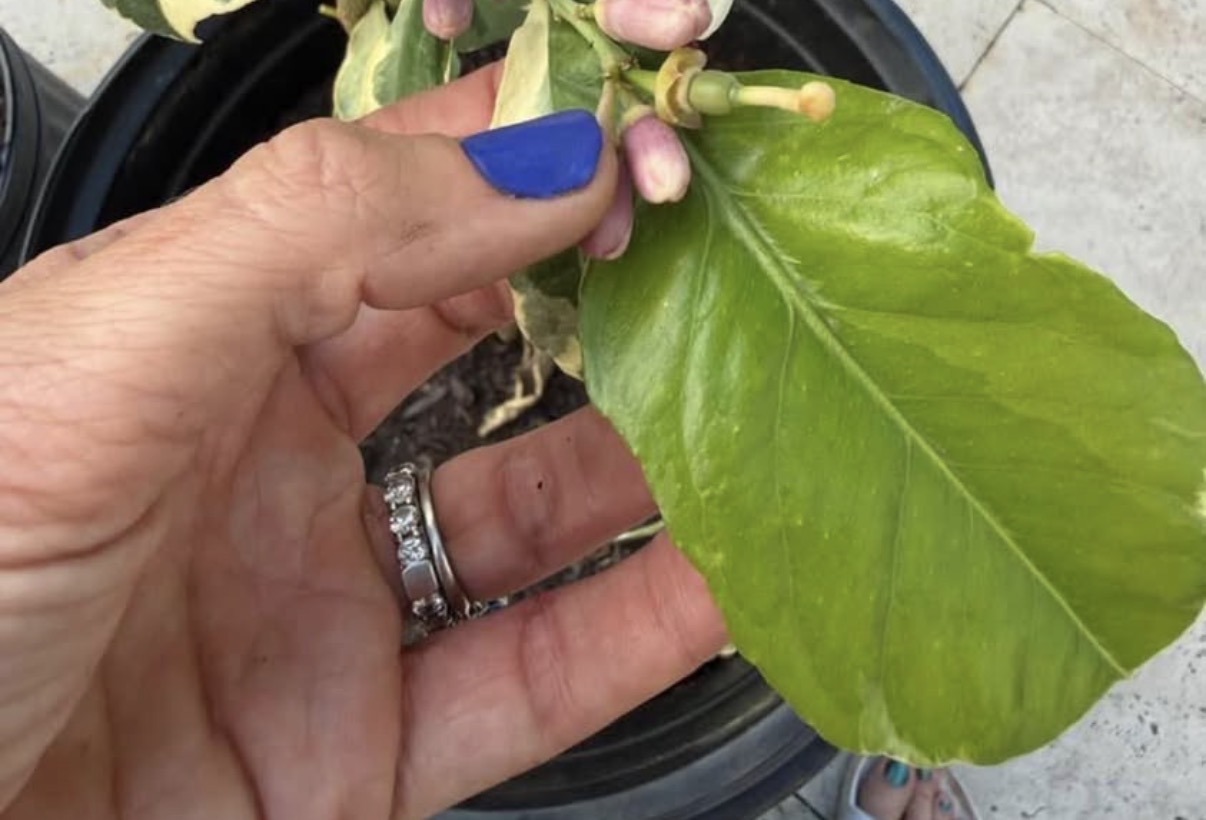 🍋Improved Meyer Lemon Tree - Image 6