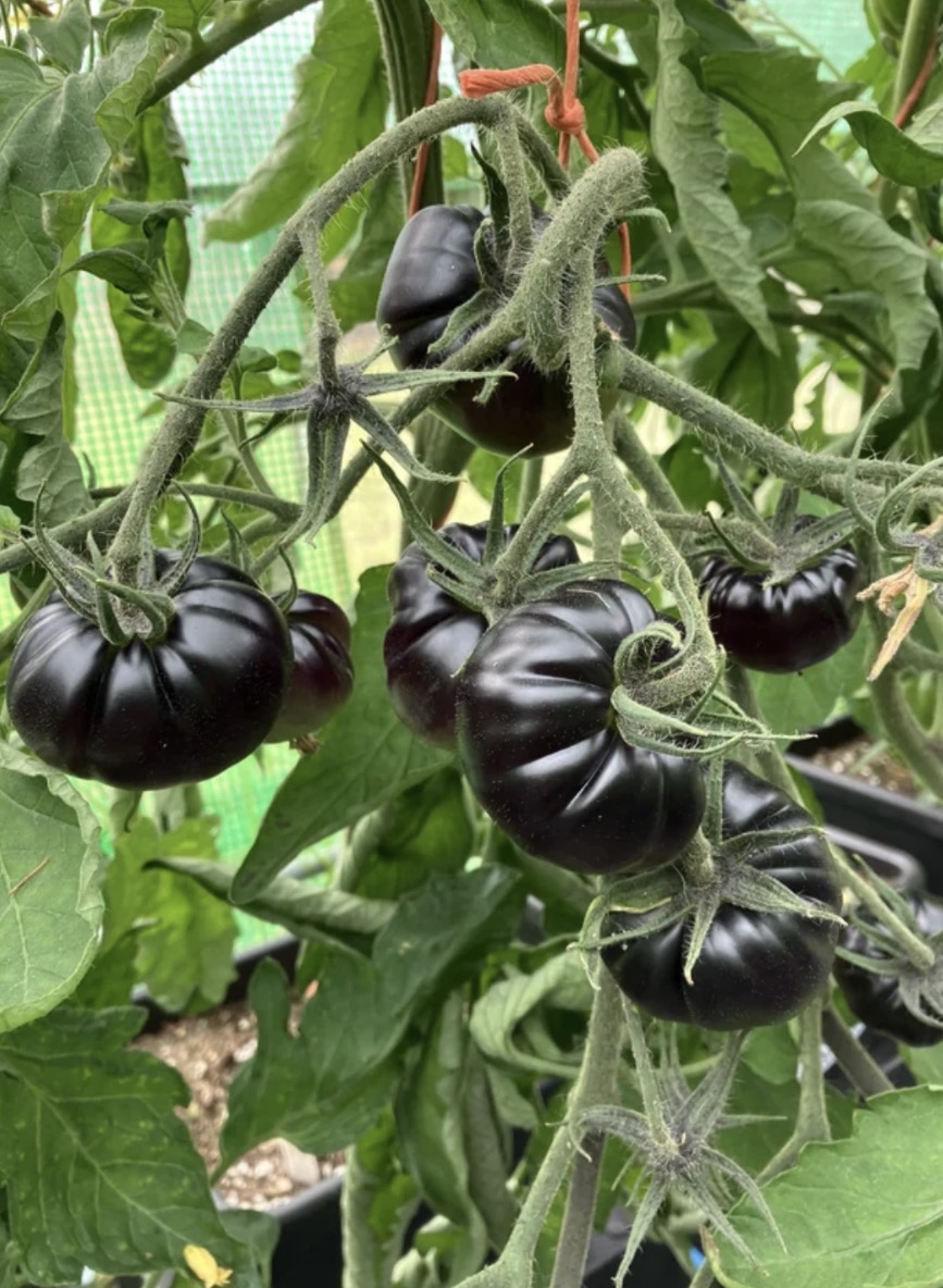 BLACK BEAUTY HEIRLOOM TOMATO STARTERS π
π€ - Image 2