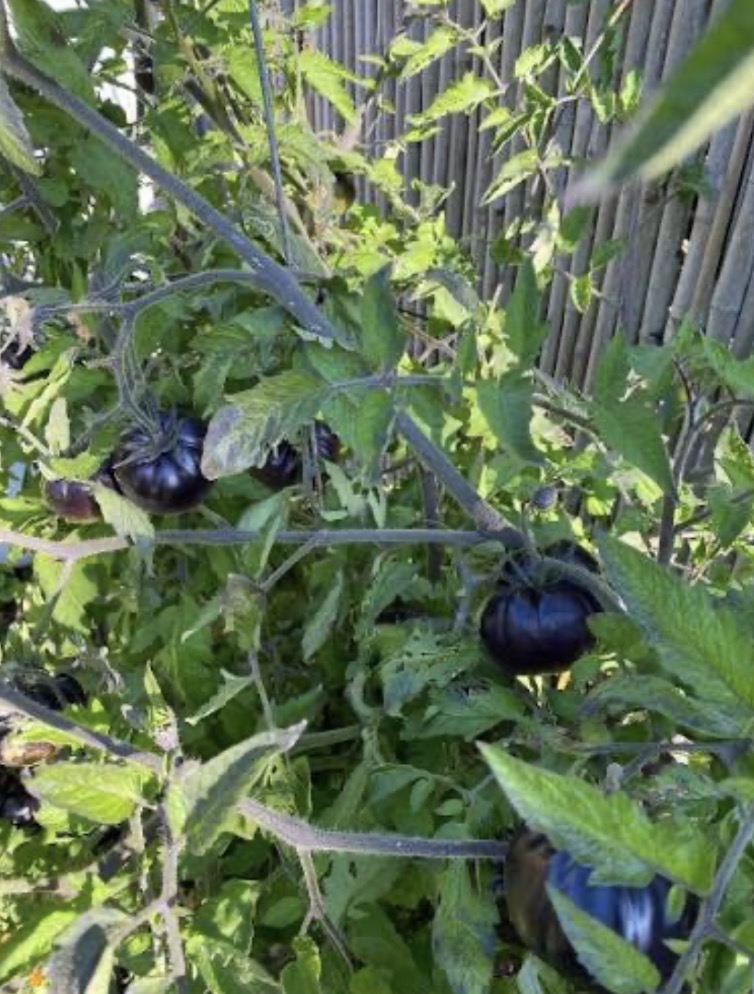 BLACK BEAUTY HEIRLOOM TOMATO STARTERS π
π€ - Image 3